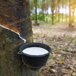 Natural Rubber Latex