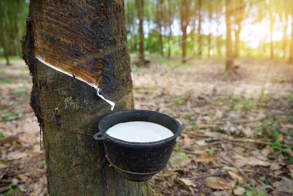 Natural Rubber Latex